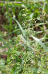 False baby's breath